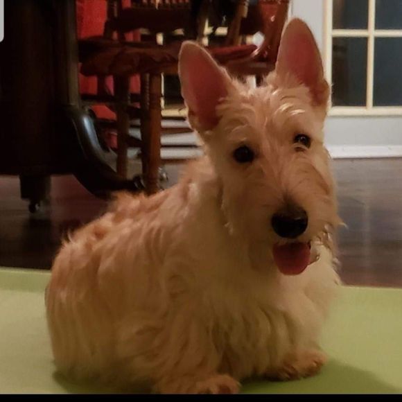 Meet your Posher, Sueanne - Picture 1 of 1